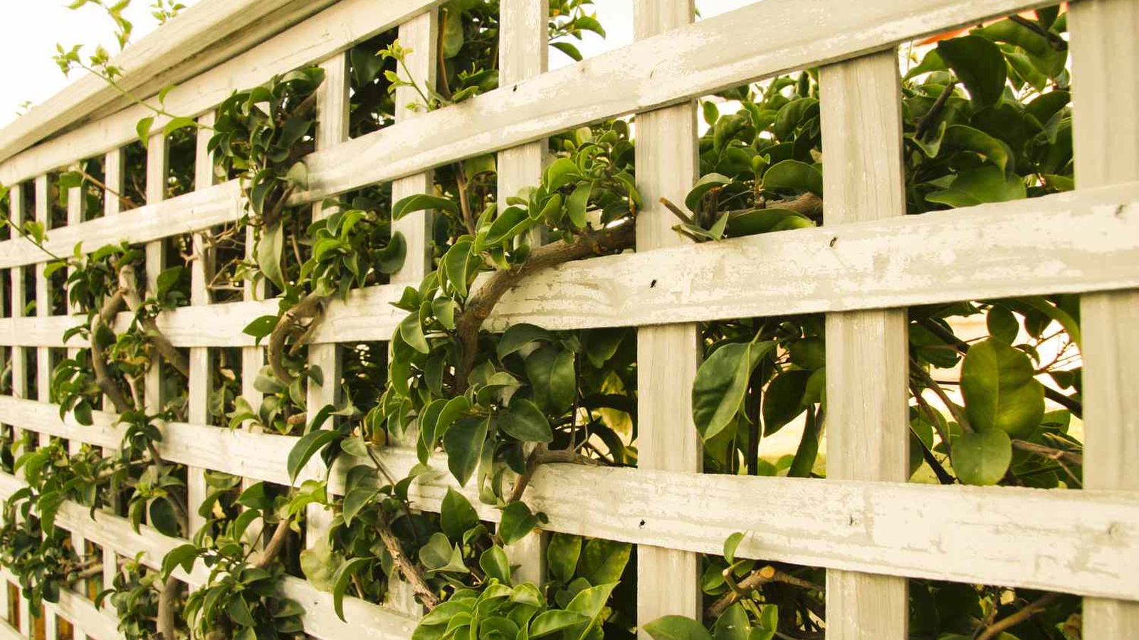 Decorative Fence & Trellis